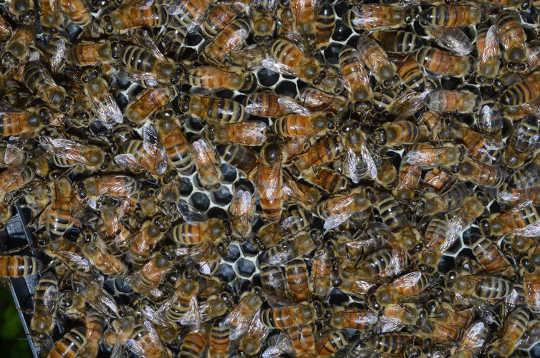 Honey Bees Stay Healthy In Such Close Quarters