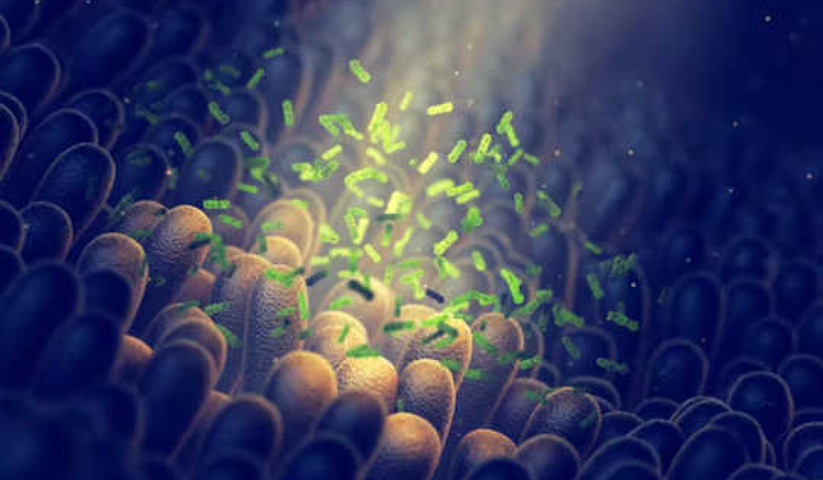 How Probiotics Help Regulate Our Immune System