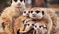 Daughters Of Stressed Meerkat Moms More Likely To Help Out